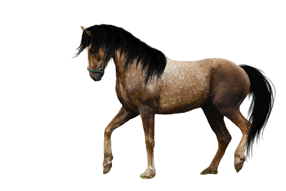 Horse Transparent PNG Image