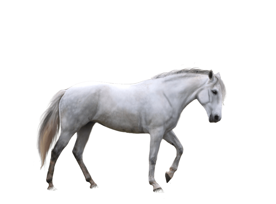 Horse Transparent PNG Image