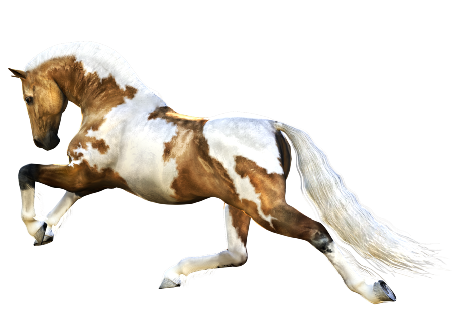 Horse 3 Transparent PNG Image
