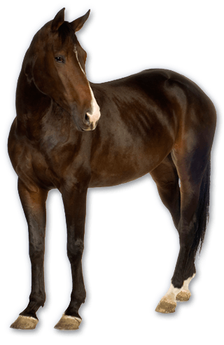 Horse Transparent PNG Image