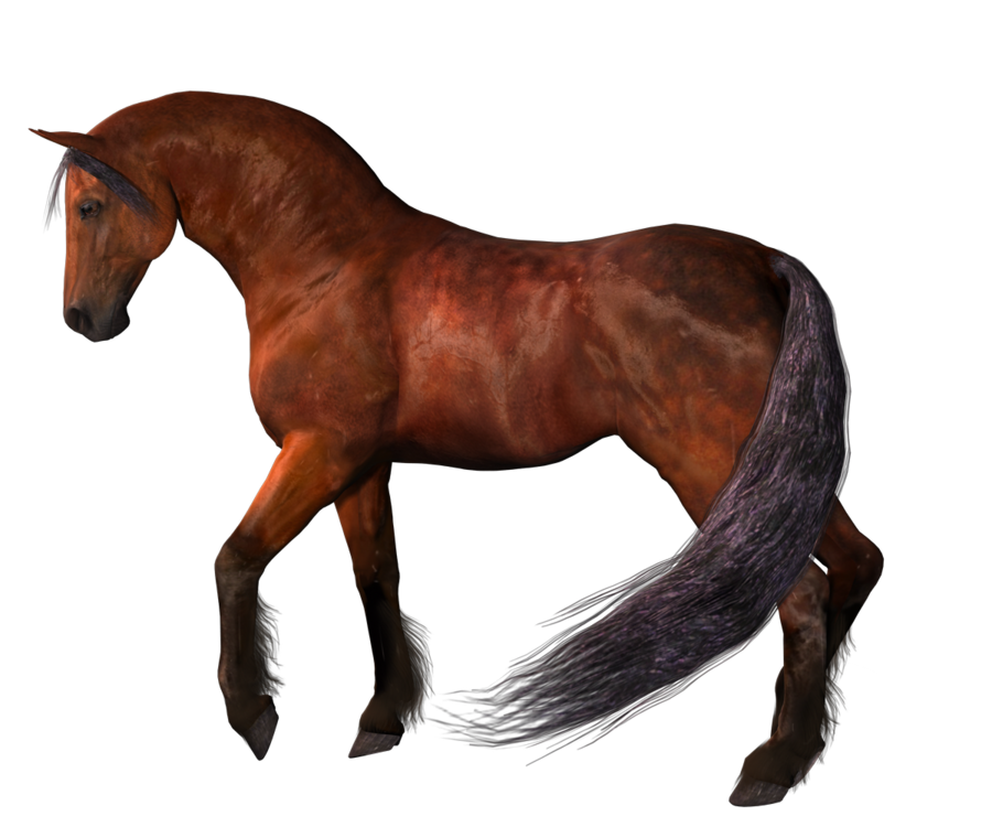 Horse 2 Transparent PNG Image