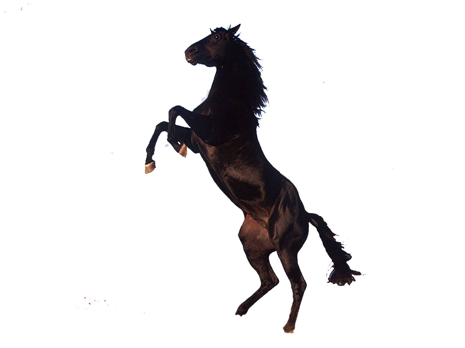 Horse Transparent PNG Image