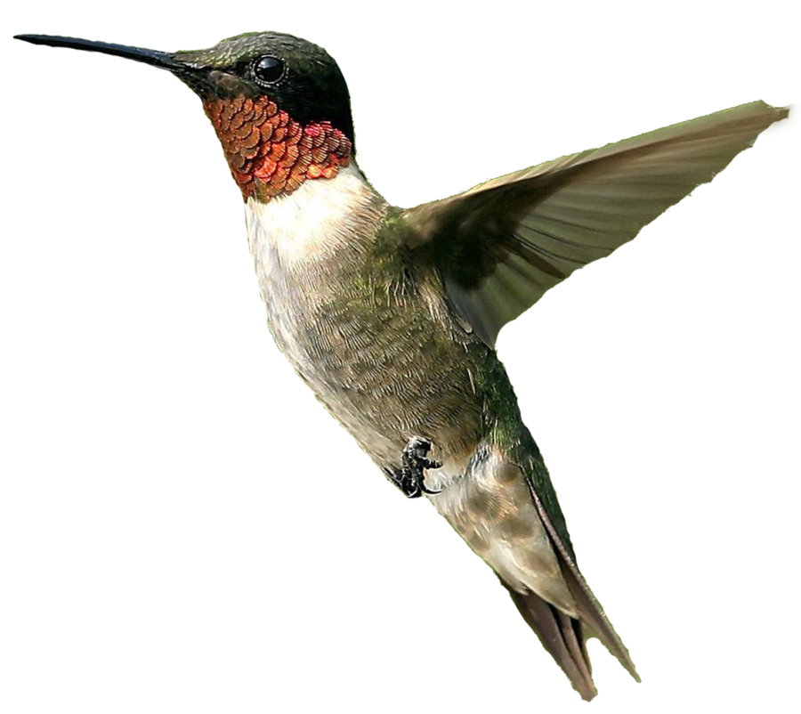 Hummingbird File Transparent PNG Image