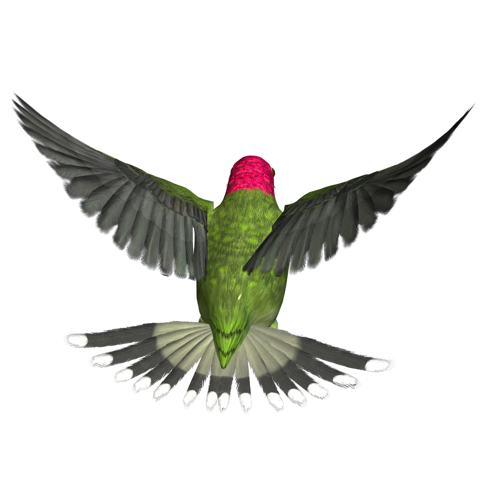 Hummingbird Transparent PNG Image