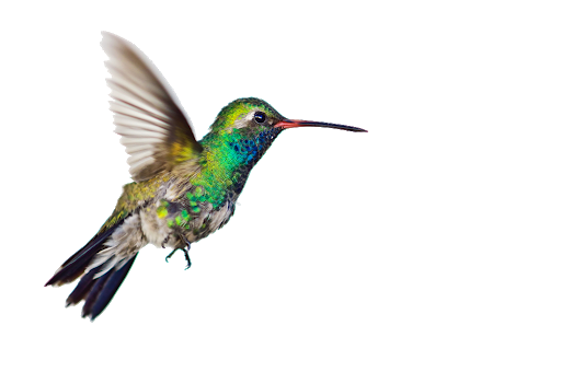 Flying Colorful Hummingbird Transparent PNG Image