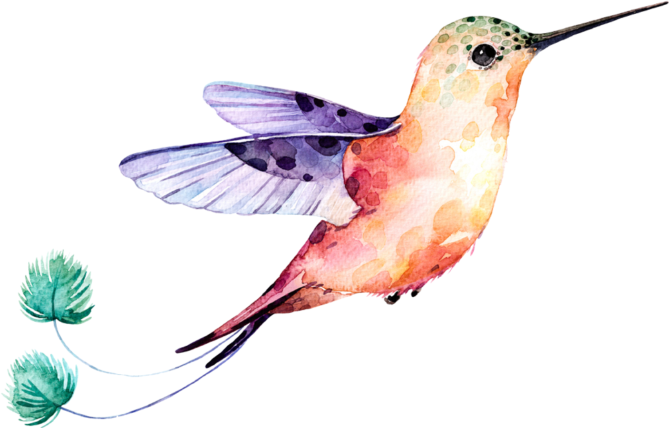 Watercolor Flower Hummingbird Transparent PNG Image