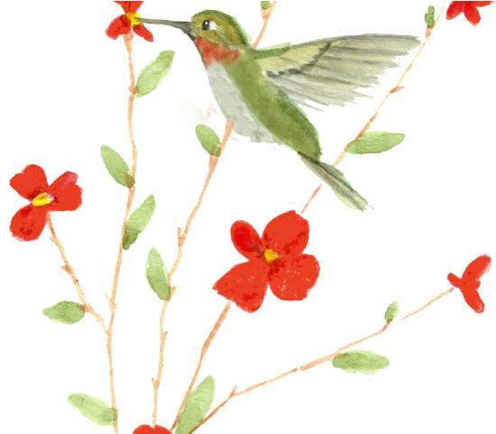 Watercolor Flower Hummingbird Transparent PNG Image