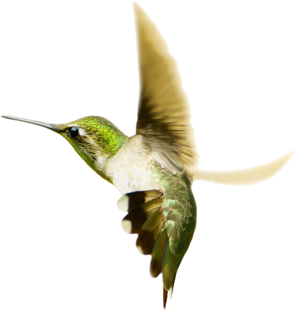 Flying Hummingbird Transparent PNG Image