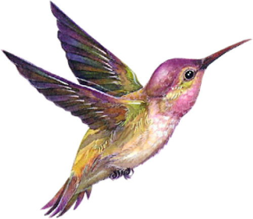 Flying Hummingbird Transparent PNG Image