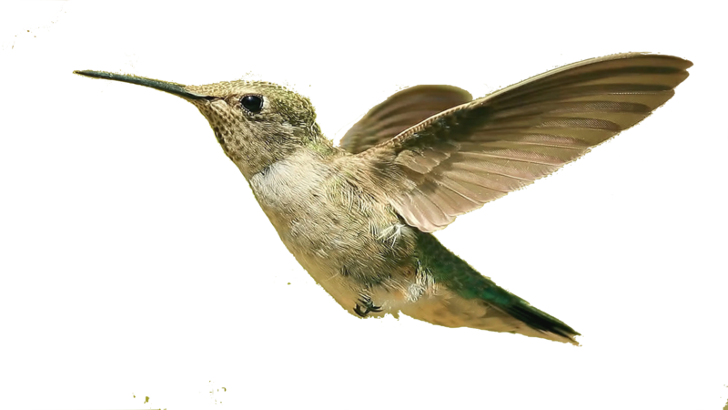 Flying Hummingbird Transparent PNG Image