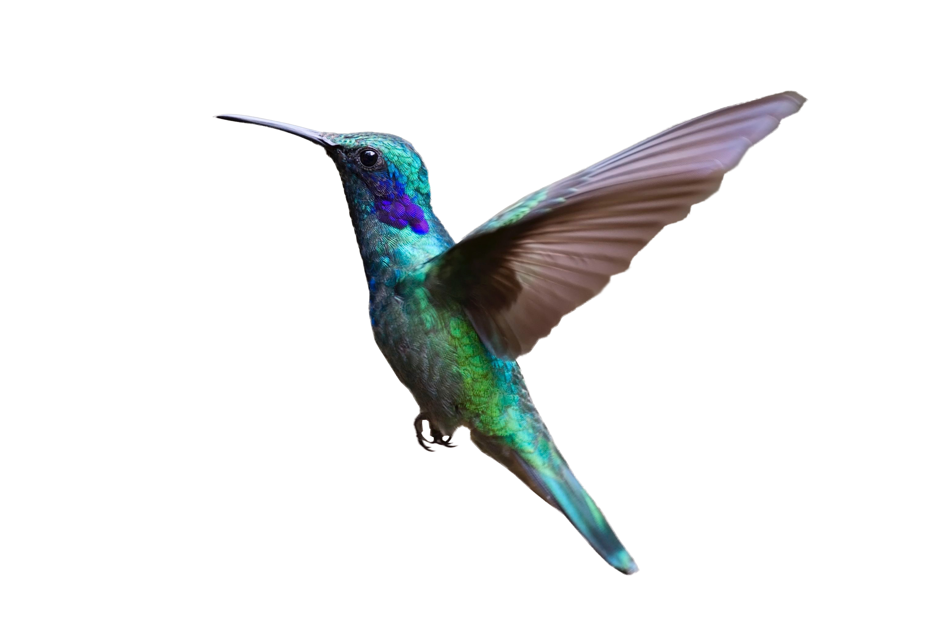 Flying Hummingbird Transparent PNG Image