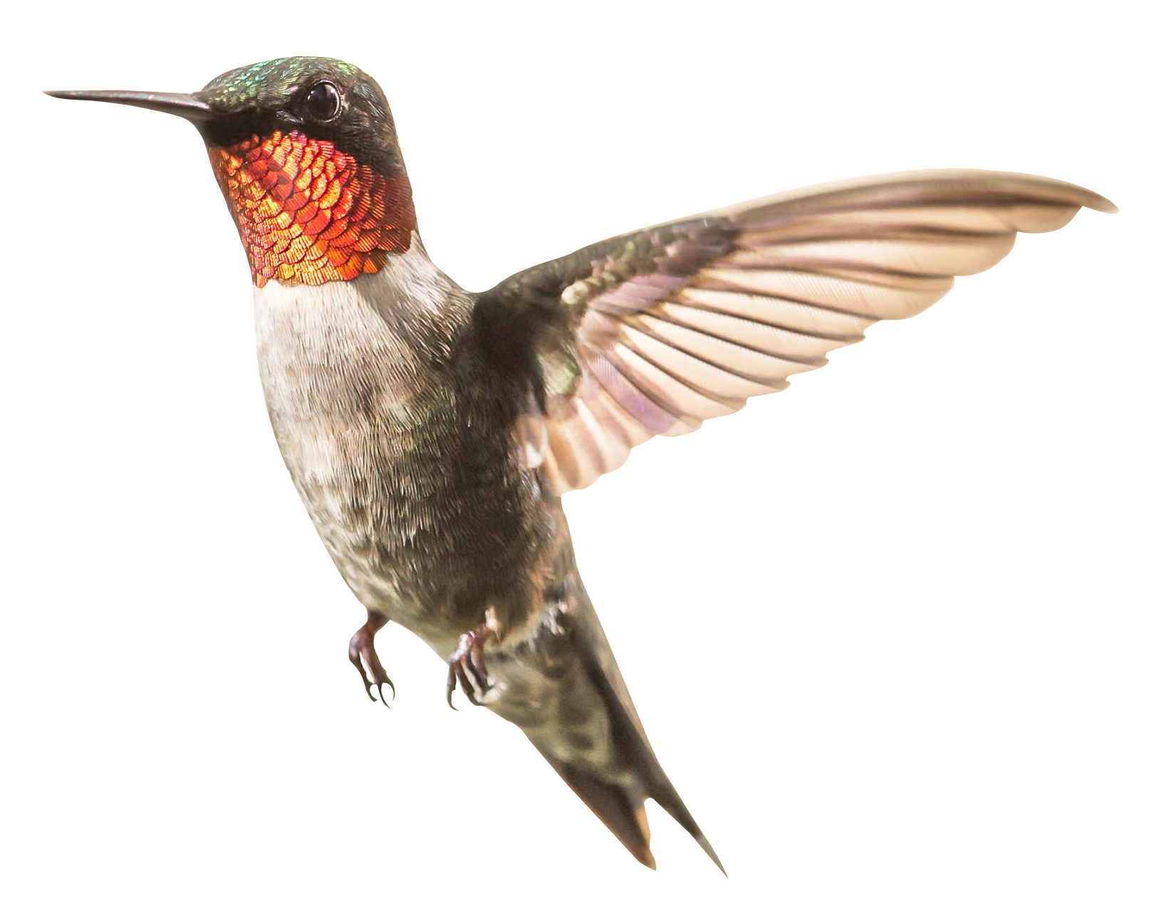 Flying Hummingbird Transparent PNG Image