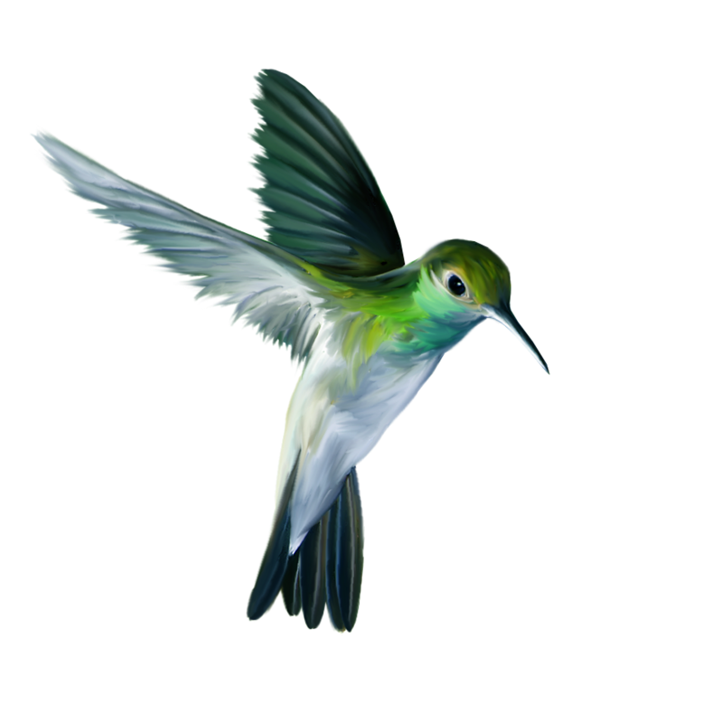 Watercolor Flying Hummingbird Transparent PNG Image