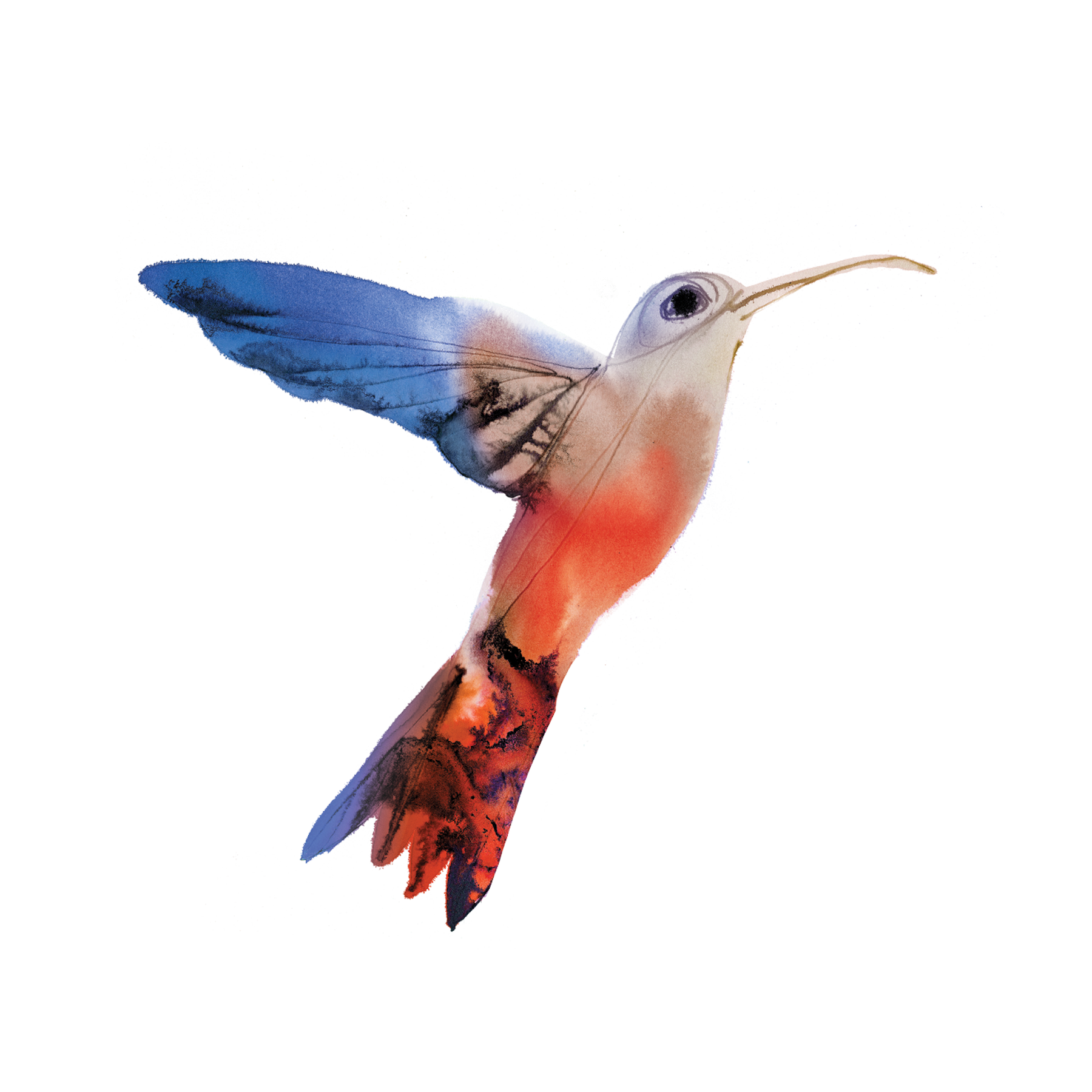 Watercolor Flying Hummingbird Transparent PNG Image