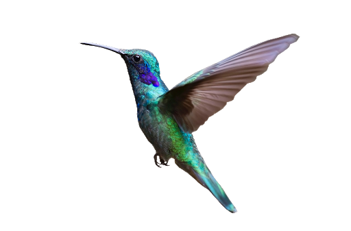 Watercolor Flying Hummingbird Transparent PNG Image