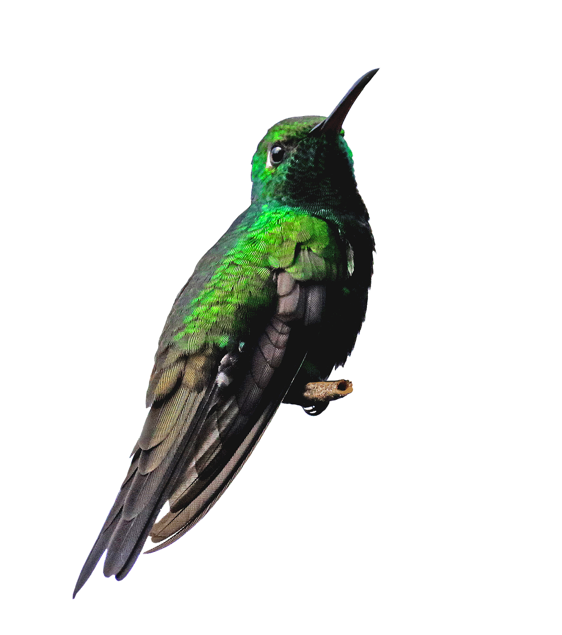Real Flying Hummingbird Transparent PNG Image
