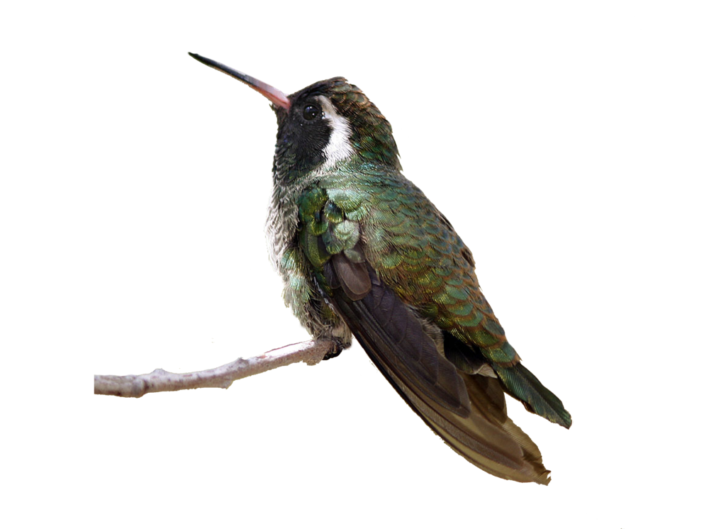 Real Flying Hummingbird Transparent PNG Image