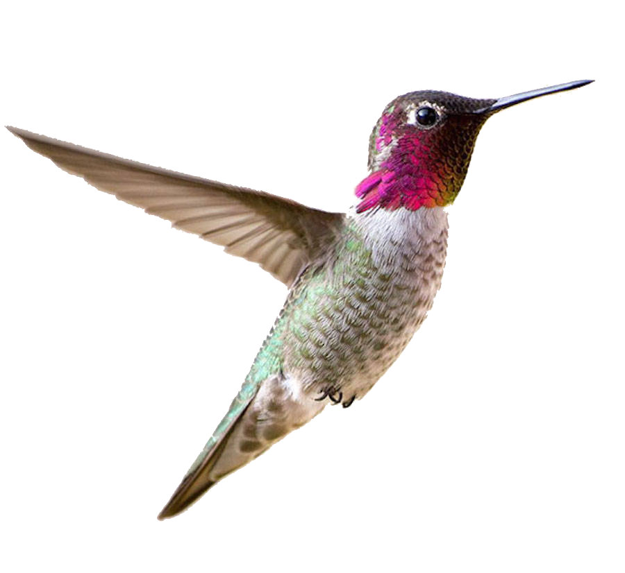 Real Flying Hummingbird Transparent PNG Image