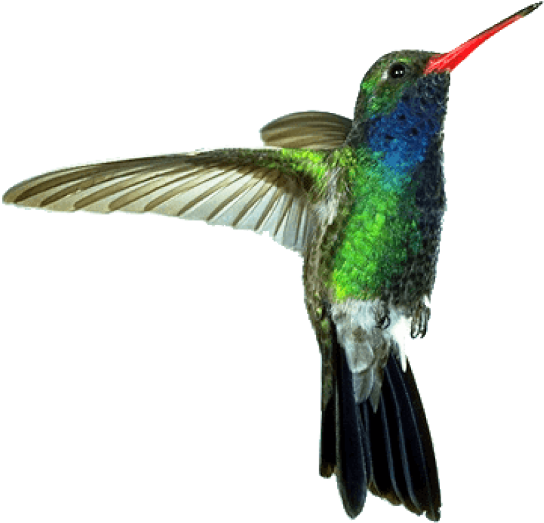 Real Flying Hummingbird Transparent PNG Image