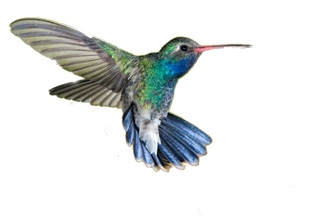 Real Flying Hummingbird Transparent PNG Image
