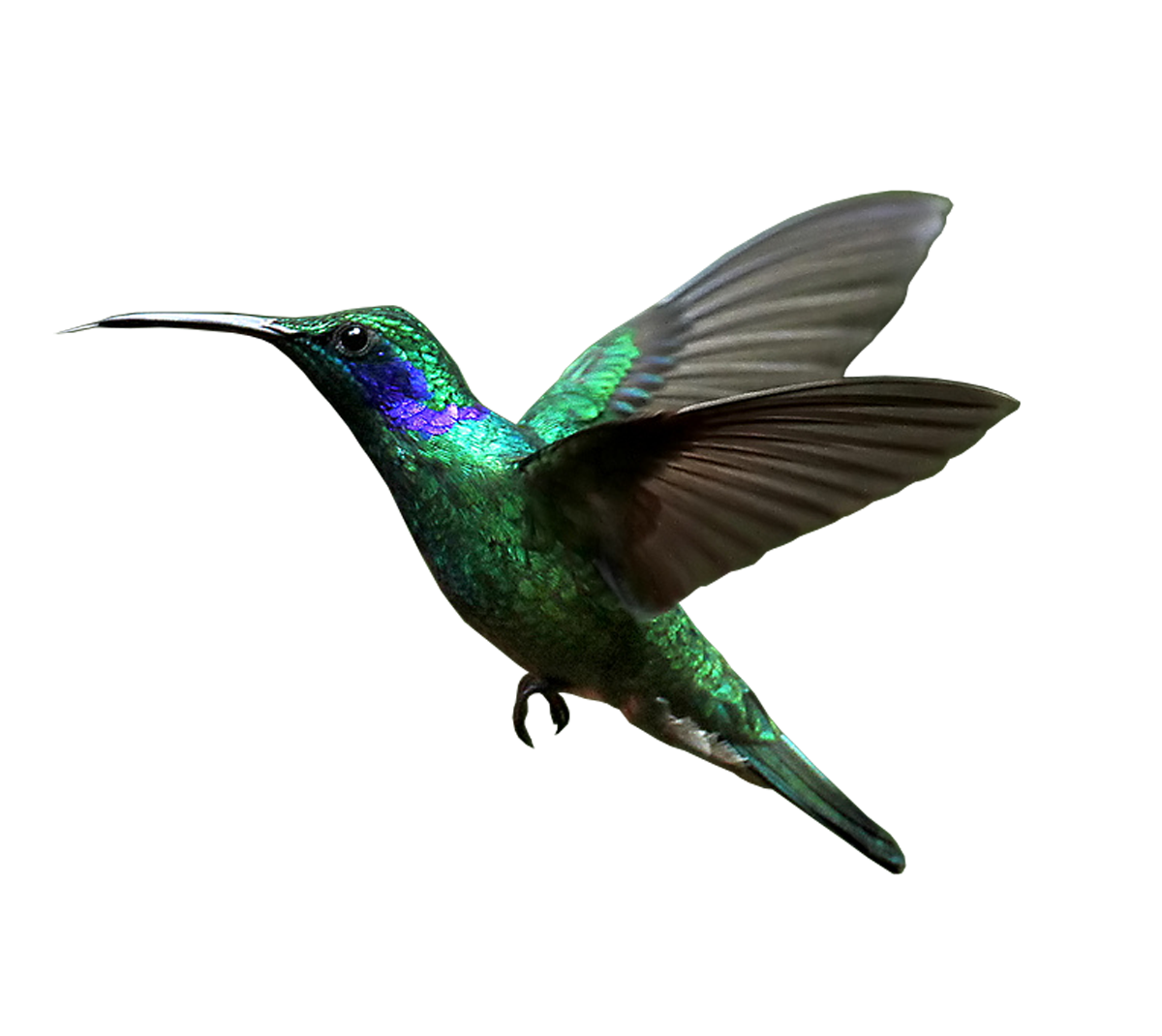 Real Flying Hummingbird Transparent PNG Image