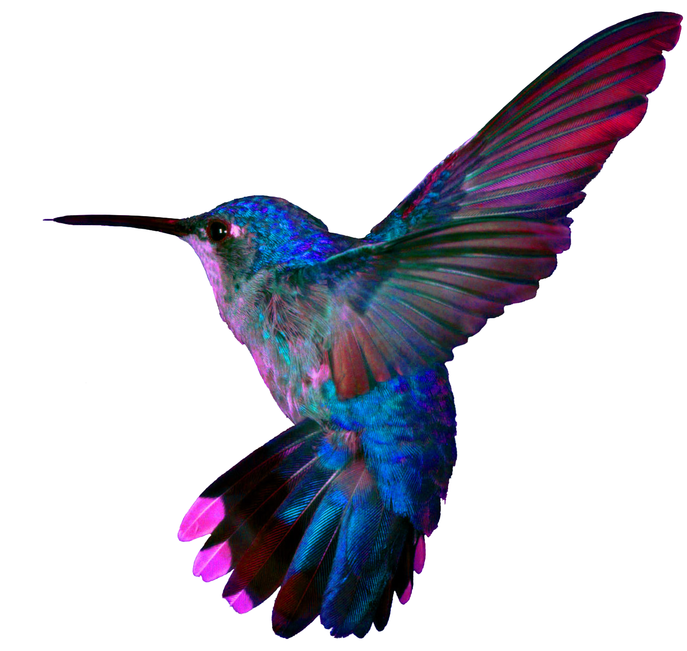 Turquoise Flying Hummingbird Transparent PNG Image
