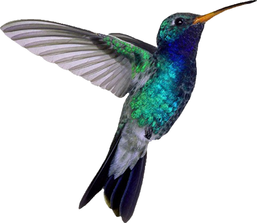 Turquoise Flying Hummingbird Transparent PNG Image