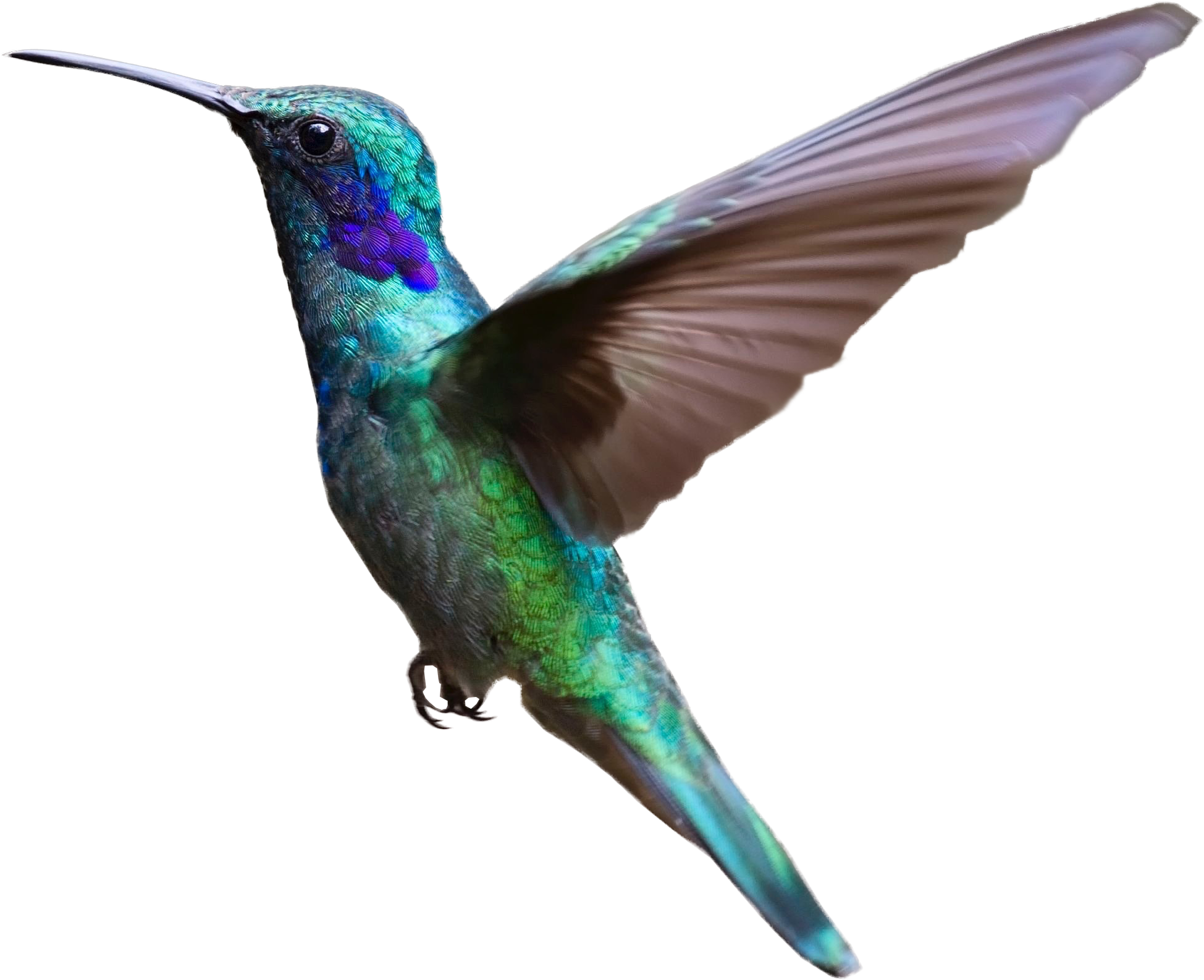 Turquoise Flying Hummingbird Transparent PNG Image