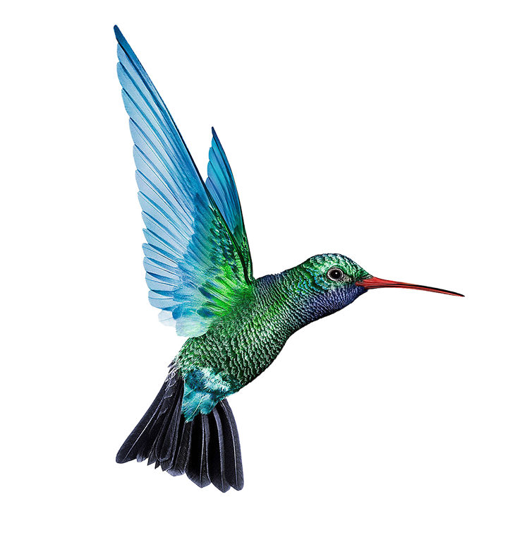 Turquoise Flying Hummingbird Transparent PNG Image
