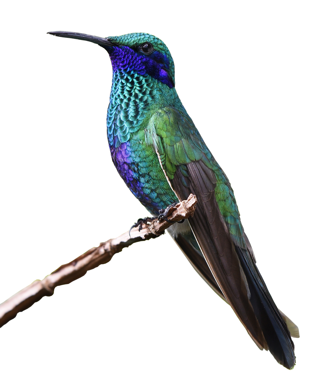 Turquoise Flying Hummingbird Transparent PNG Image