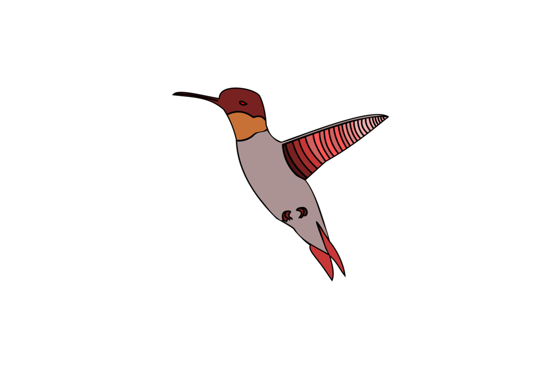 Watercolor Vector Hummingbird Transparent PNG Image