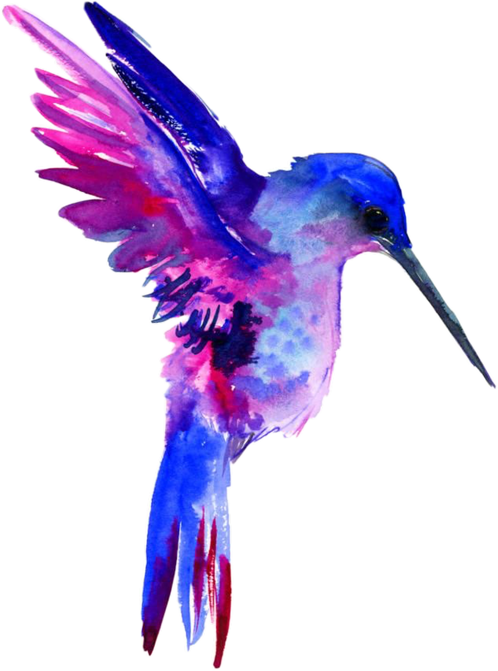 Watercolor Hummingbird Transparent PNG Image