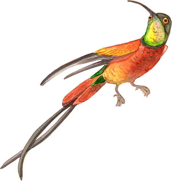 Watercolor Hummingbird Transparent PNG Image