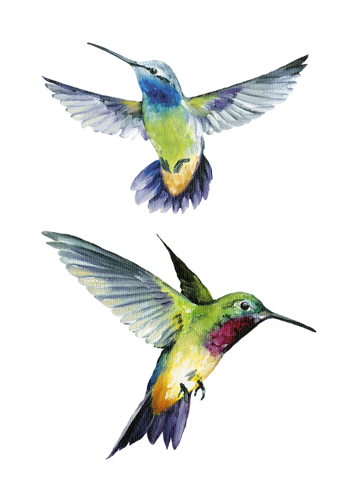 Watercolor Hummingbird Transparent PNG Image