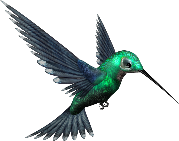 Hummingbird Transparent PNG Image