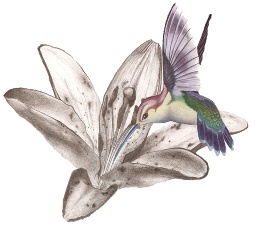 Hummingbird Tattoos Transparent PNG Image