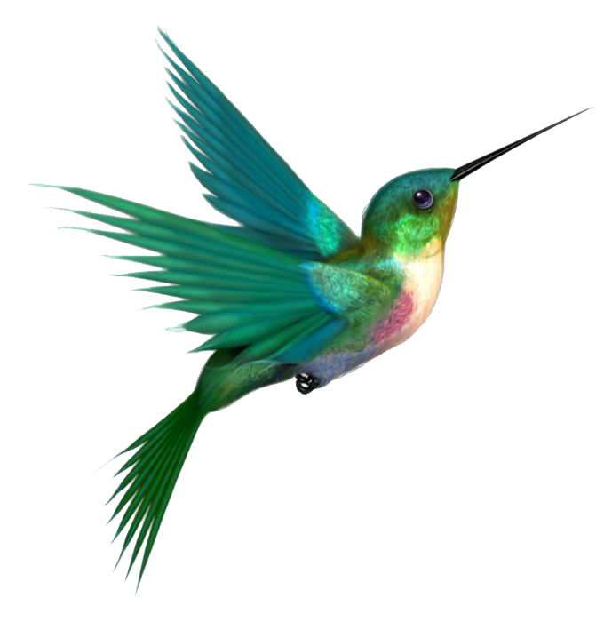 Hummingbird Transparent PNG Image