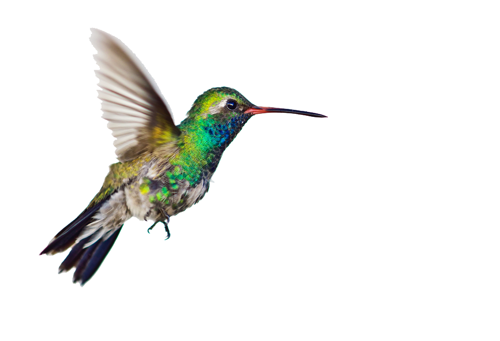 Hummingbird Transparent PNG Image