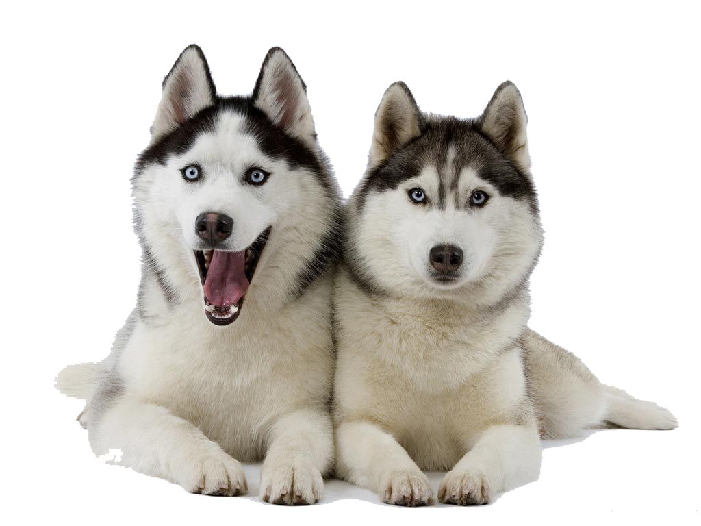 Husky Transparent PNG Image