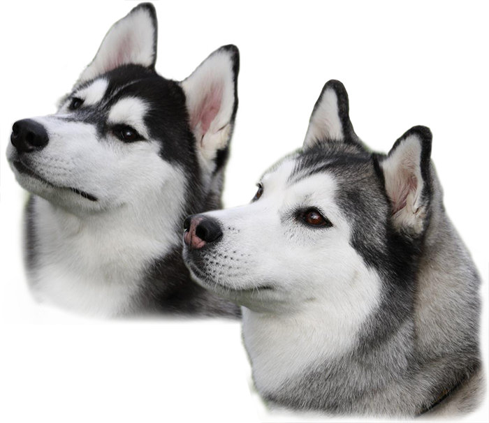 Husky Transparent PNG Image