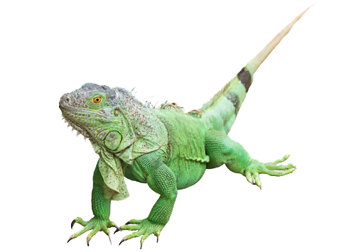 Iguana Transparent PNG Image
