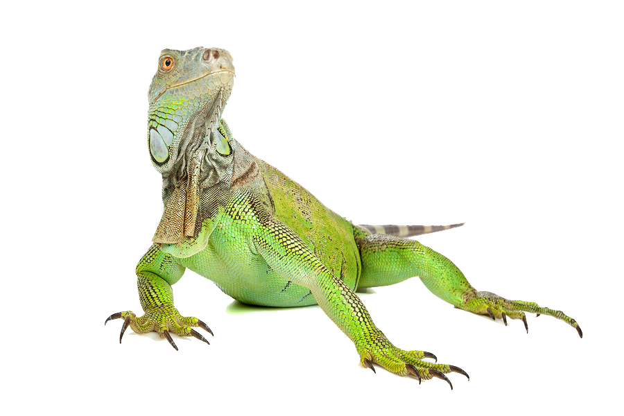Iguana Transparent PNG Image