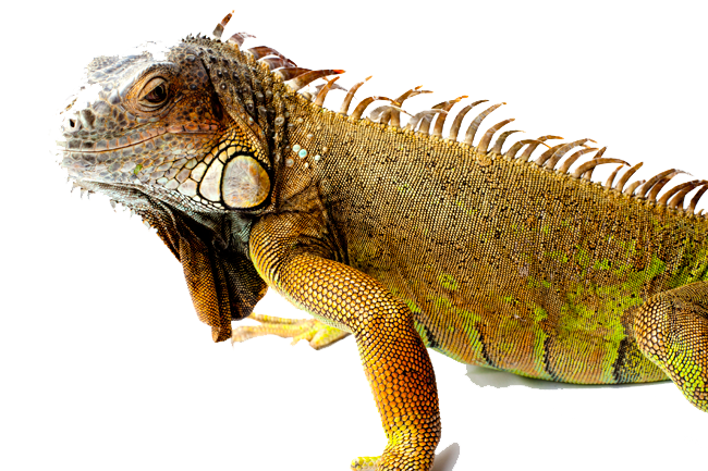 Iguana Transparent PNG Image