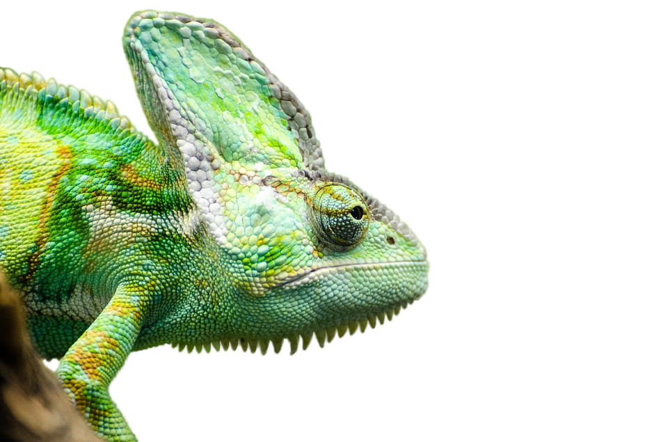 Iguana Transparent PNG Image