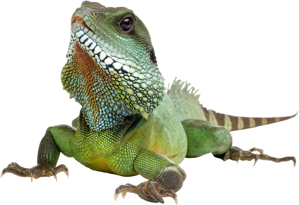 Iguana Background Transparent PNG Image