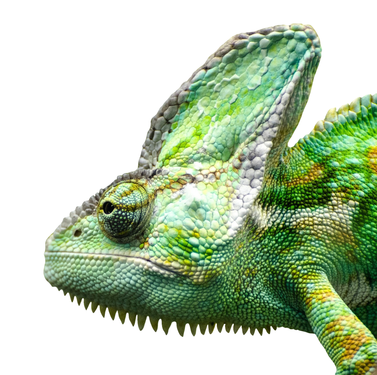 Iguana Transparent PNG Image