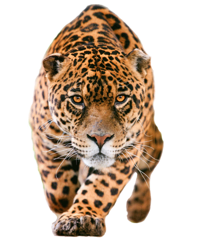 Jaguar Transparent PNG Image