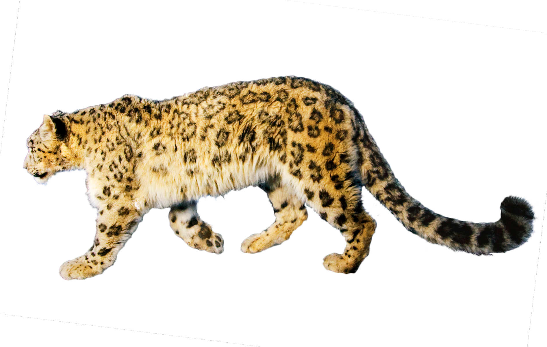 Jaguar Transparent PNG Image