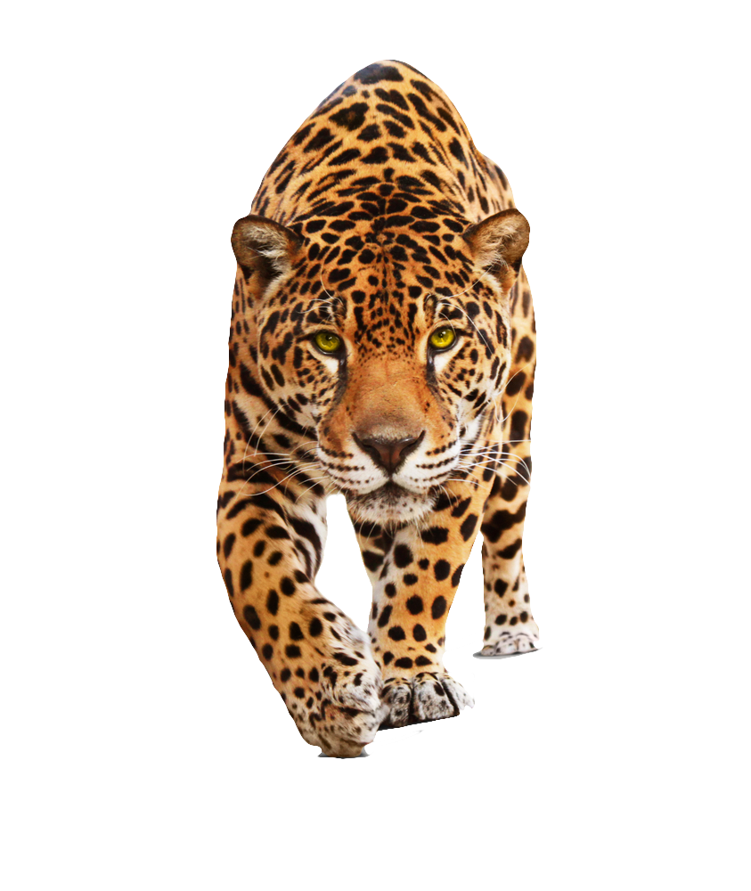 Jaguar Transparent PNG Image
