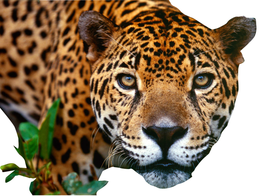Jaguar Transparent PNG Image